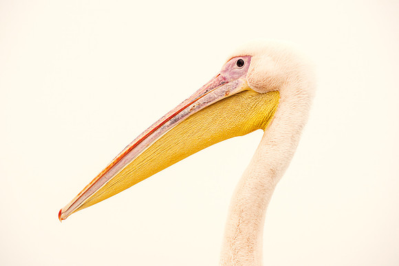 Pelican