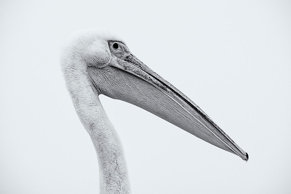 Pelican