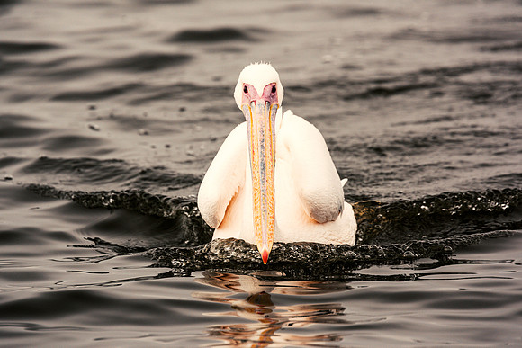 Pelican