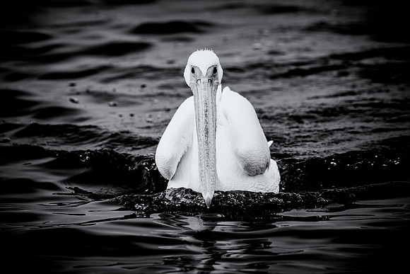 Pelican