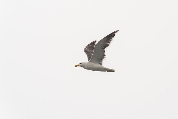 Kelp Gull