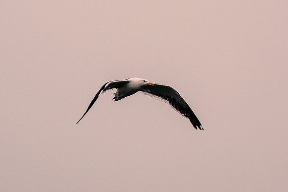 Kelp Gull
