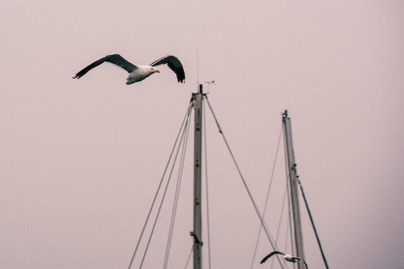 Kelp Gull
