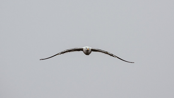 Kelp Gull