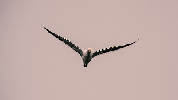 Kelp Gull