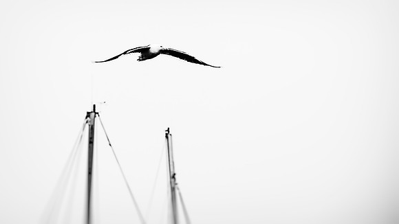 Kelp Gull