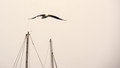 Flamingos, Gulls, Pelicans & Swans Pt.1