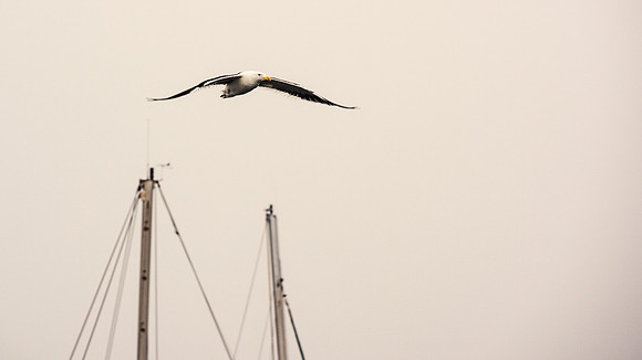 Kelp Gull