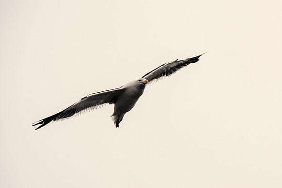 Kelp Gull