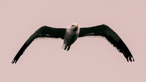 Kelp Gull