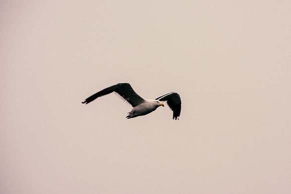 Kelp Gull
