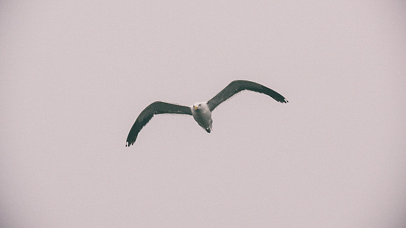 Kelp Gull