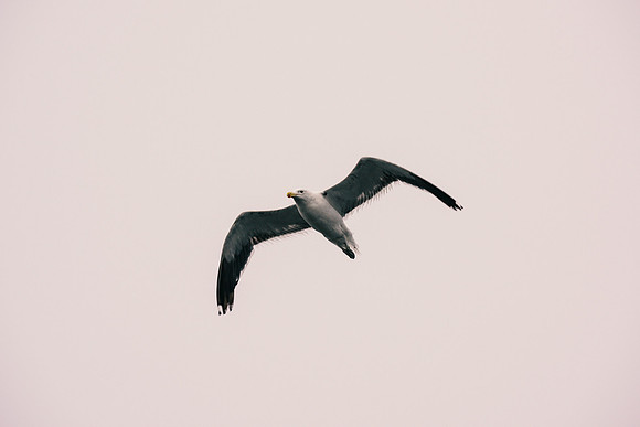 Kelp Gull