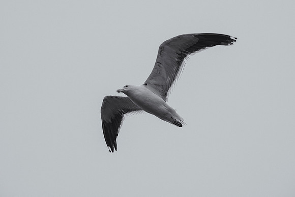 Kelp Gull
