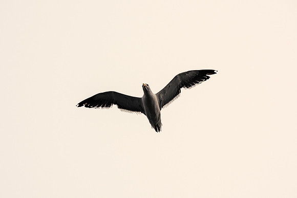 Kelp Gull