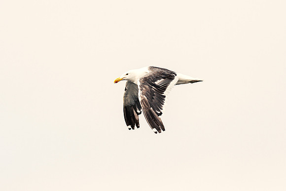 Kelp Gull