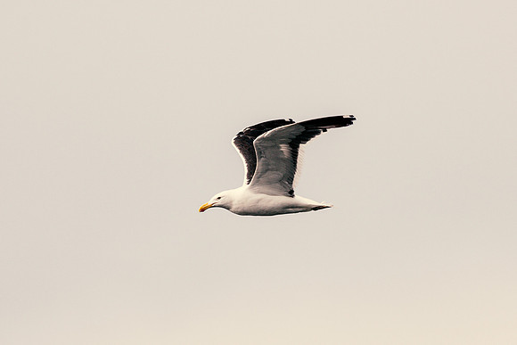 Kelp Gull