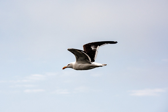 Kelp Gull
