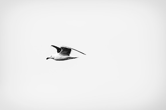 Kelp Gull