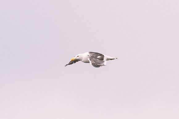 Kelp Gull