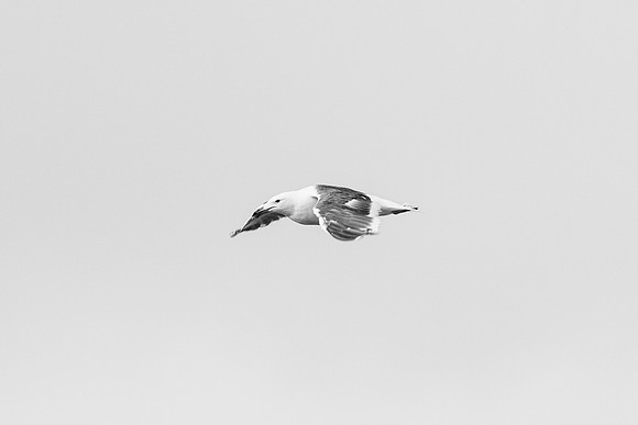 Kelp Gull