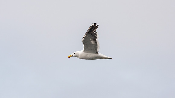 Kelp Gull
