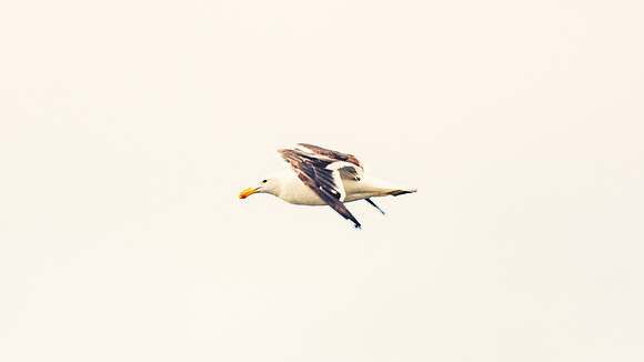 Kelp Gull