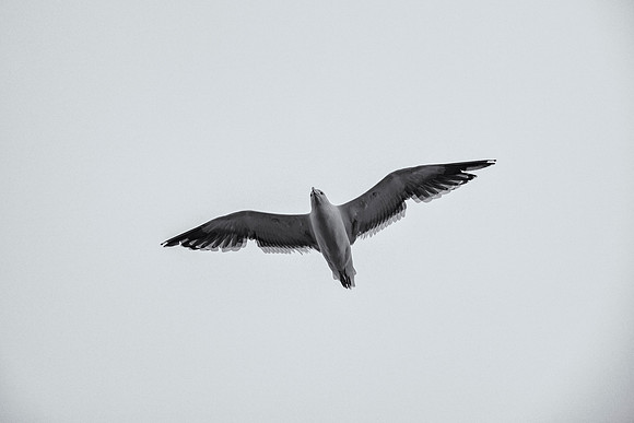 Kelp Gull