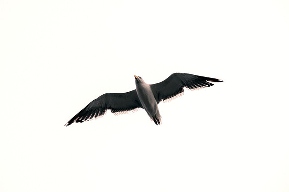 Kelp Gull