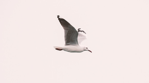 Hartlaub's Gull