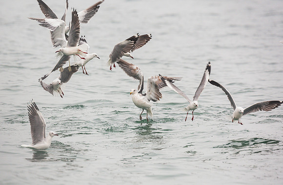 Gulls
