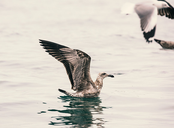 Juvenile Kelp Gull