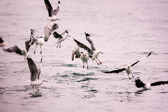 Gulls