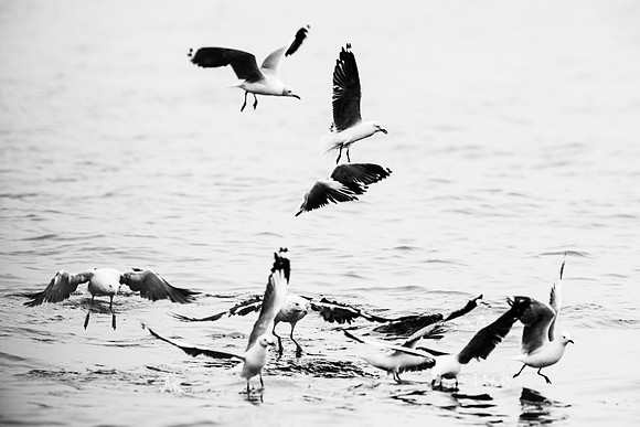Gulls