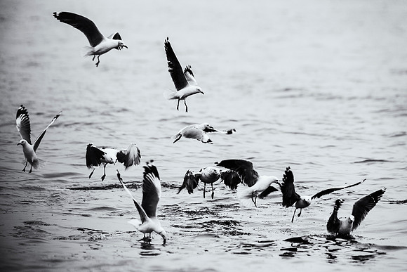 Gulls