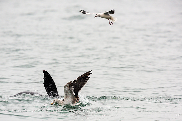 Gulls