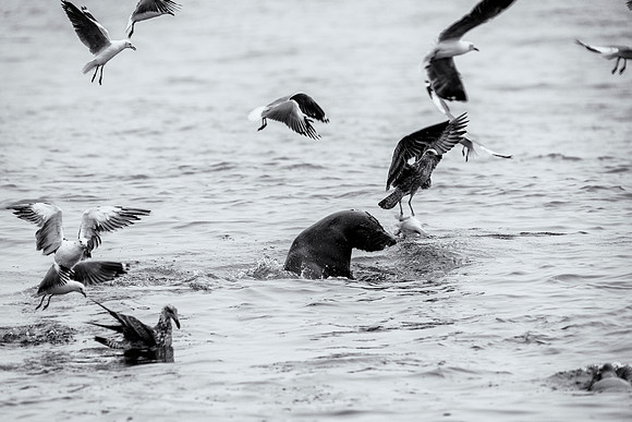 Gulls
