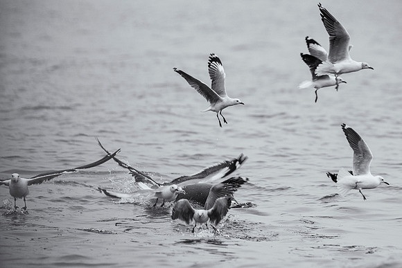 Gulls