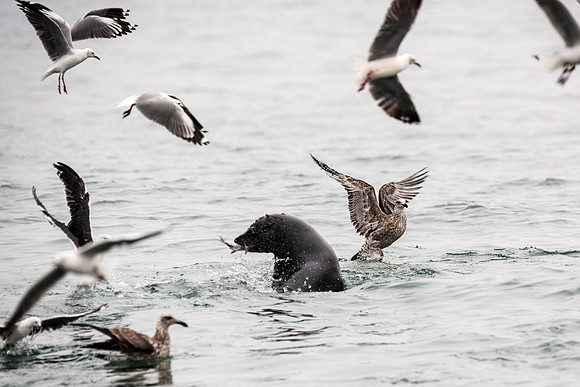 Gulls