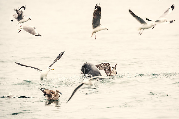 Gulls