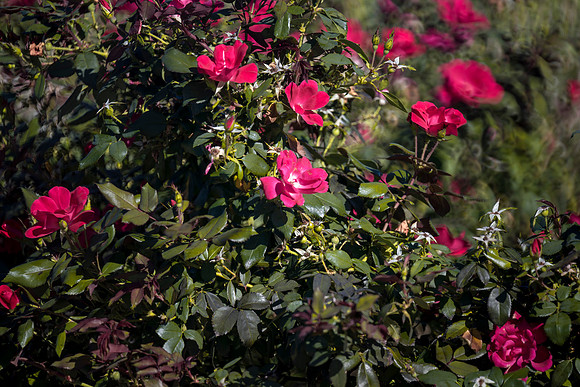 Shrub, bush, contrast, flowers, garden, nursery, park, season, structure, yard