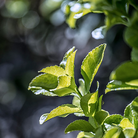 colors, leaves, Bertazzoni, Nikon, green, yellow, nature, plant, yard, nature, details, structure, contrast, garden,spring, bokeh
