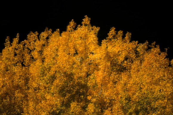 Leaves in the Wind