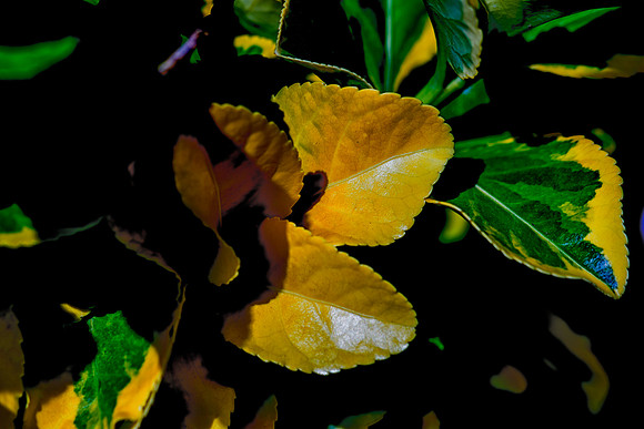 colors, leaves, Bertazzoni, Nikon, green, yellow, nature, plant, yard, nature, details, structure, contrast, garden,spring, bokeh
