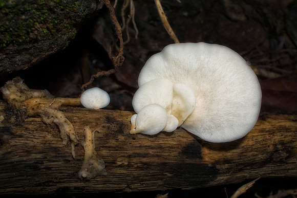 Branch & Mushrooms