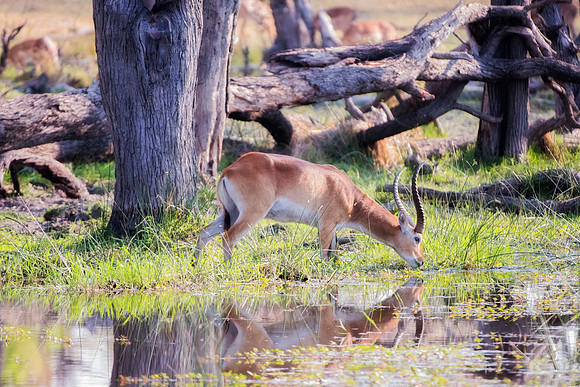 Africa, Bertazzoni, Kalahari, Kenya, Nikon, "South Africa", Tanzania, Wildebeest, Wildebeests, antelope, big, herd, horns, hunting, migration, migration, namibia, preys, rugby, safari, savanna, spring