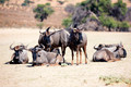 African Antelopes