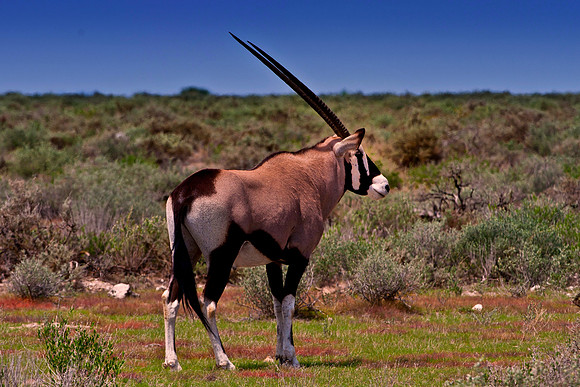 Etosha, Namibia, Oryx, antelope, desert, horns, landscape, panorama, safari, savanna, travelling