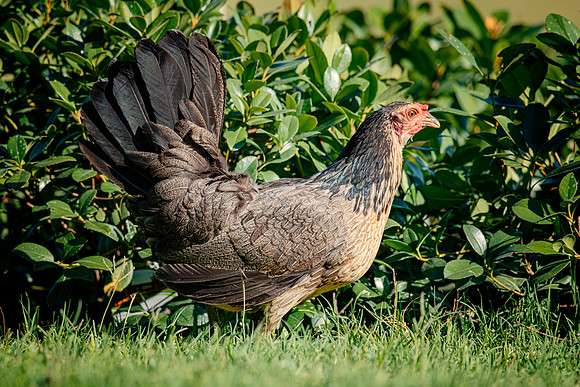 Hen
