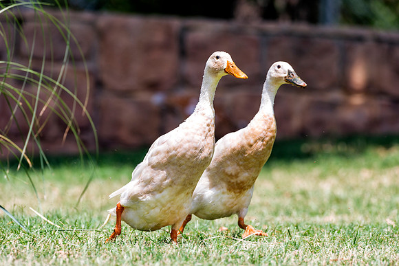 Runner Ducks